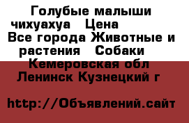 Голубые малыши чихуахуа › Цена ­ 25 000 - Все города Животные и растения » Собаки   . Кемеровская обл.,Ленинск-Кузнецкий г.